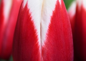 Tulipa Hema ® (3)